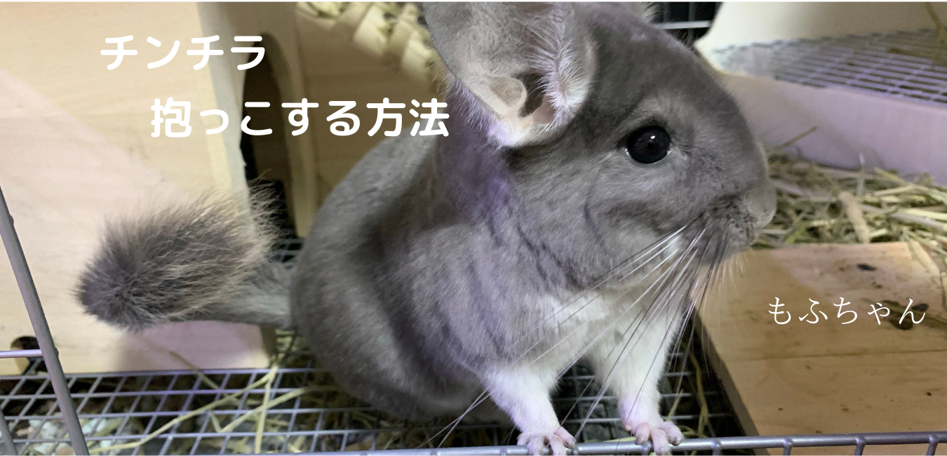 チンチラ 抱っこの仕方 抱っこできるの おまさライフ