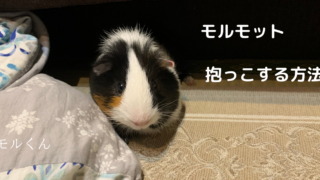 モルモット 抱っこする方法 抱っこしたい おまさブログ モルモット 抱っこする方法 抱っこしたい おまさブログ
